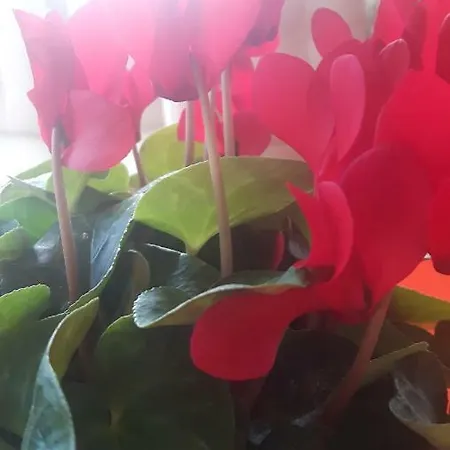 ベッド・アンド・ブレックファスト Garden Love Olistico